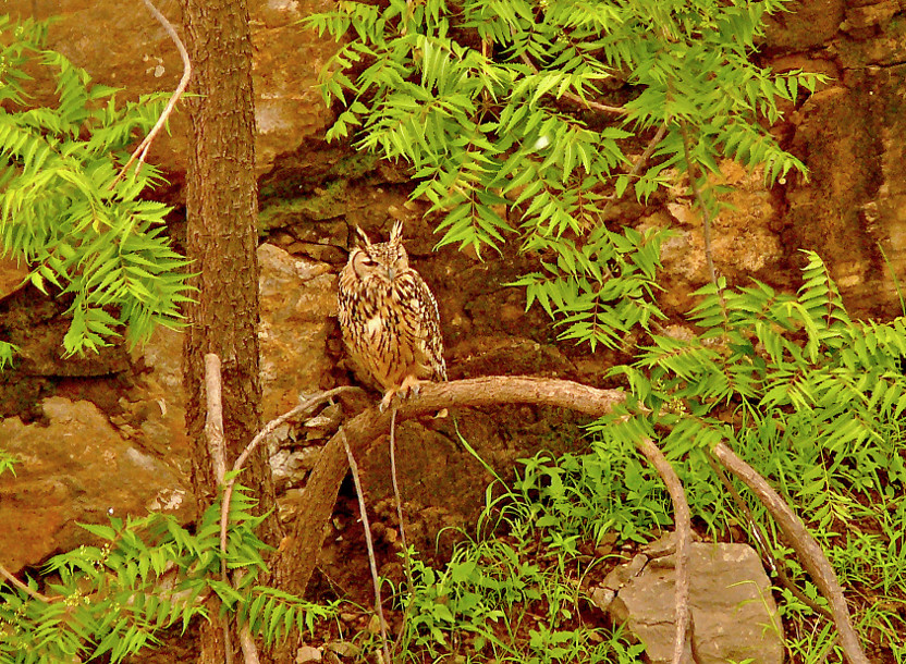 Eurasian-eagle-owl-2.jpg