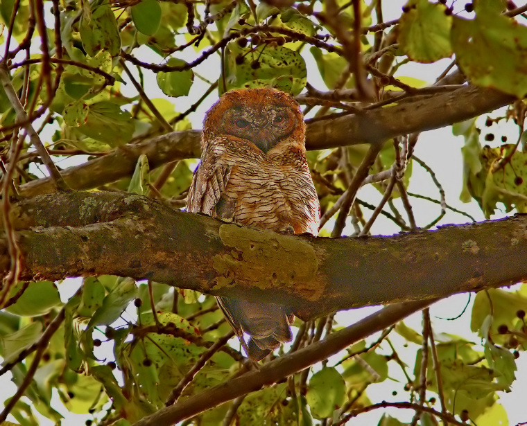 Mottled-wood-owl-.jpg