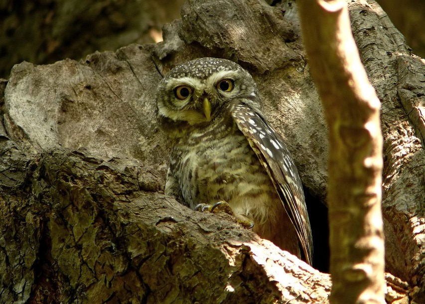 Spotted-owlet-1.jpg