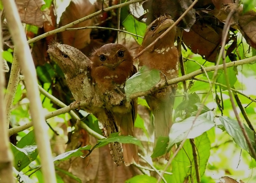 Srilankan-frogmouth-1.jpg