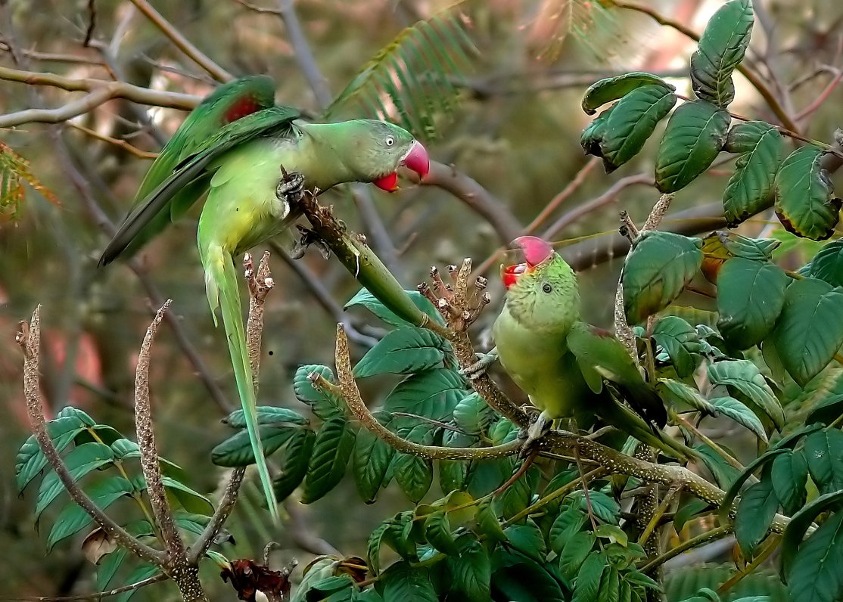 Alexandrine-parakeet-2.jpg