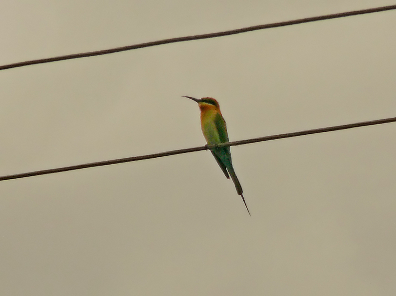 Blue-tailed-bee-eater-3.jpg