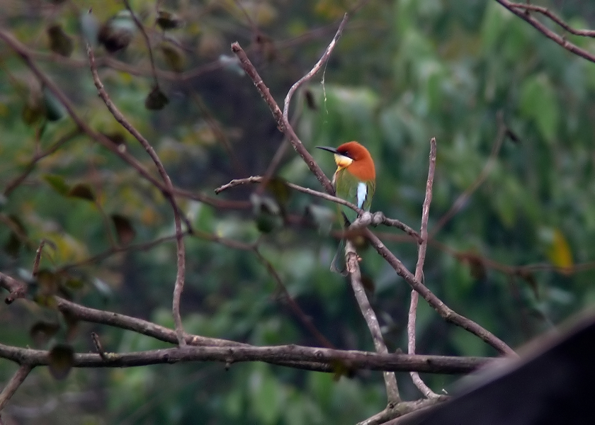 Chestnut-headed-bee-eater-1.jpg