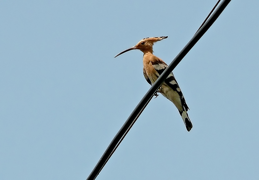 Common-hoopoe-2.jpg