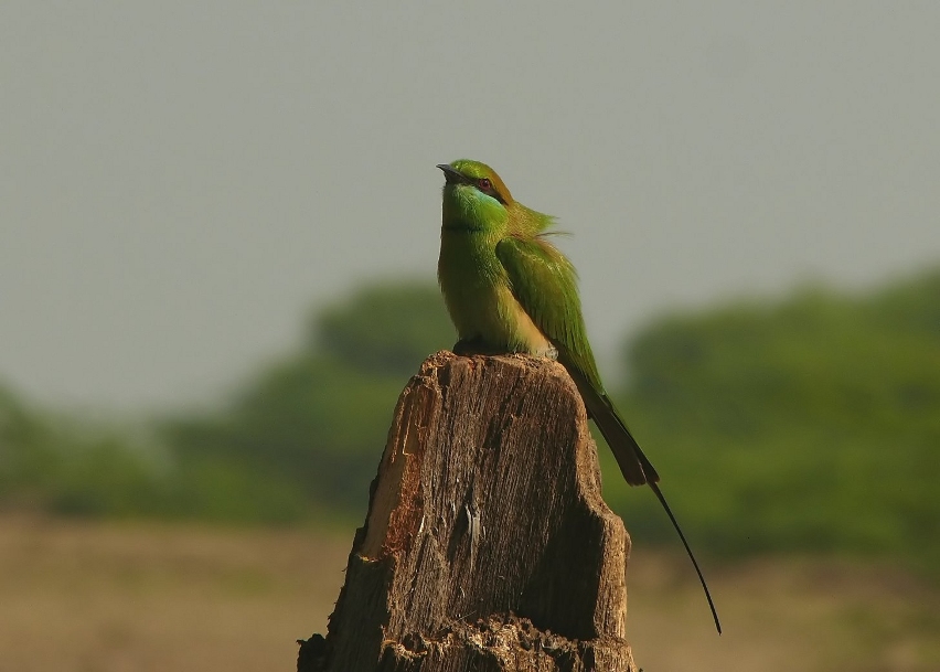 Green-bee-eater-2.jpg