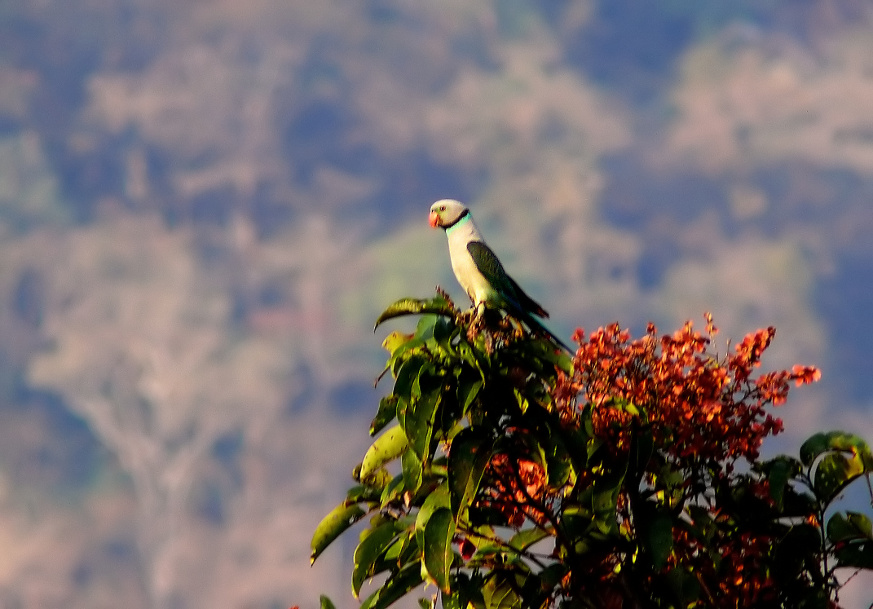 Malabar-parakeet.jpg