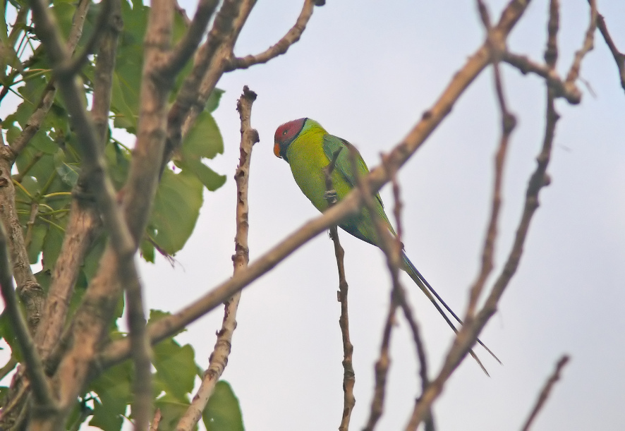 Intermediate-parakeet.jpg