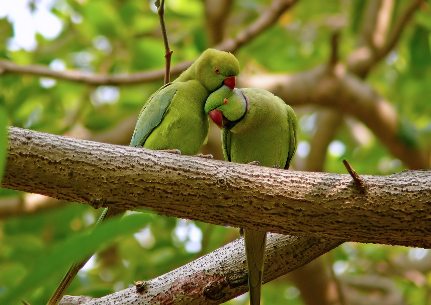 Rose-ringed-parakeet-2.jpg