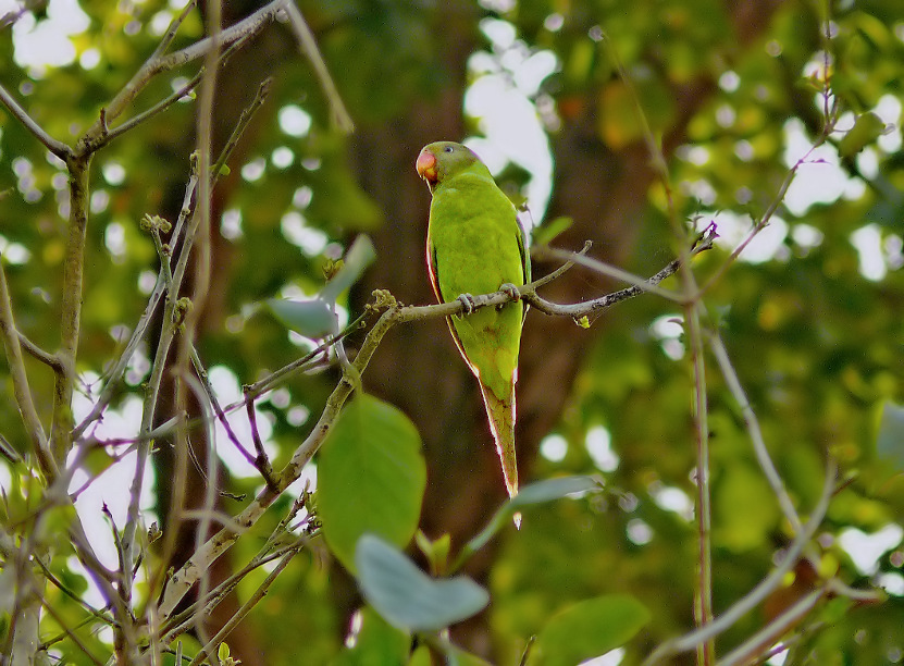 Slaty-headed-parakeet-1.jpg