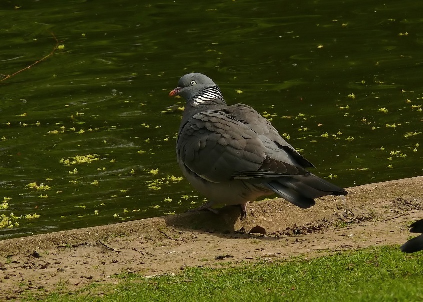 Common-wood-pigeon.jpg