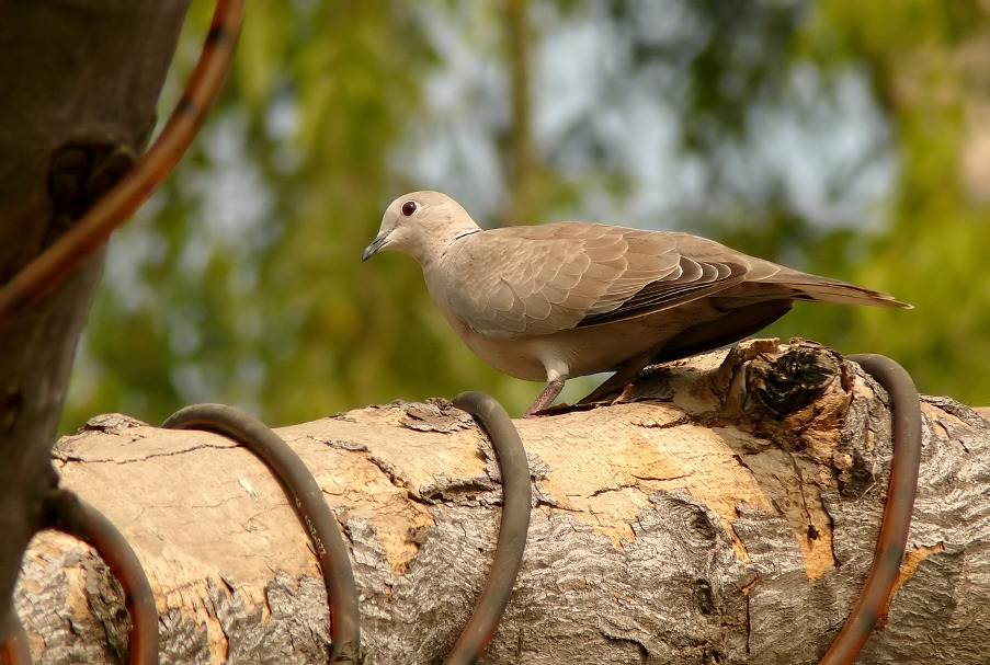 Eurasian-Collared-dove-1.JPG