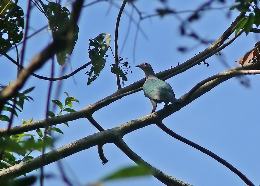 Green-imperial-pigeon.jpg