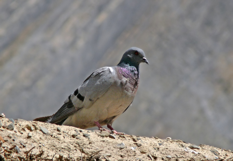 Hill-pigeon-2.jpg