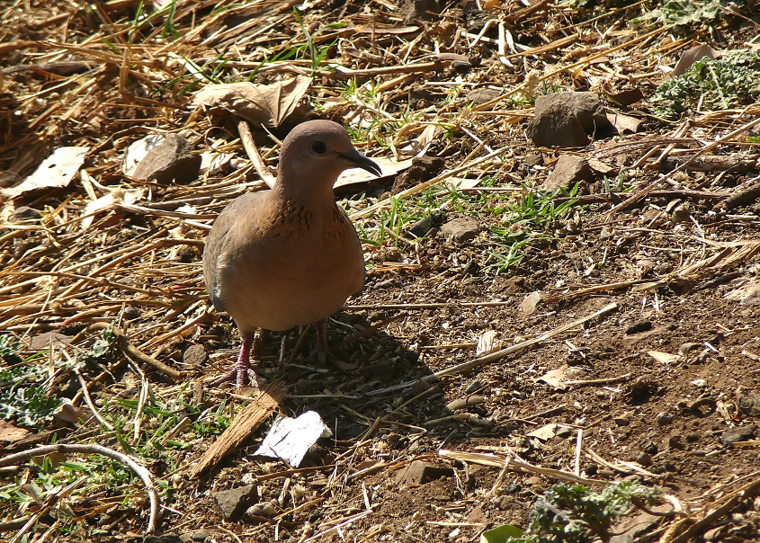 Laughing-dove-2.jpg