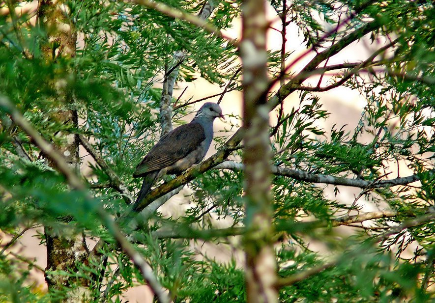 Nilgiri-woodpigeon.jpg