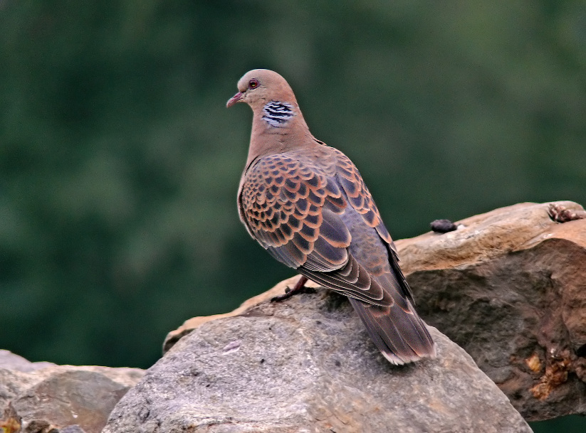 Oriental-turtle-dove-2.jpg