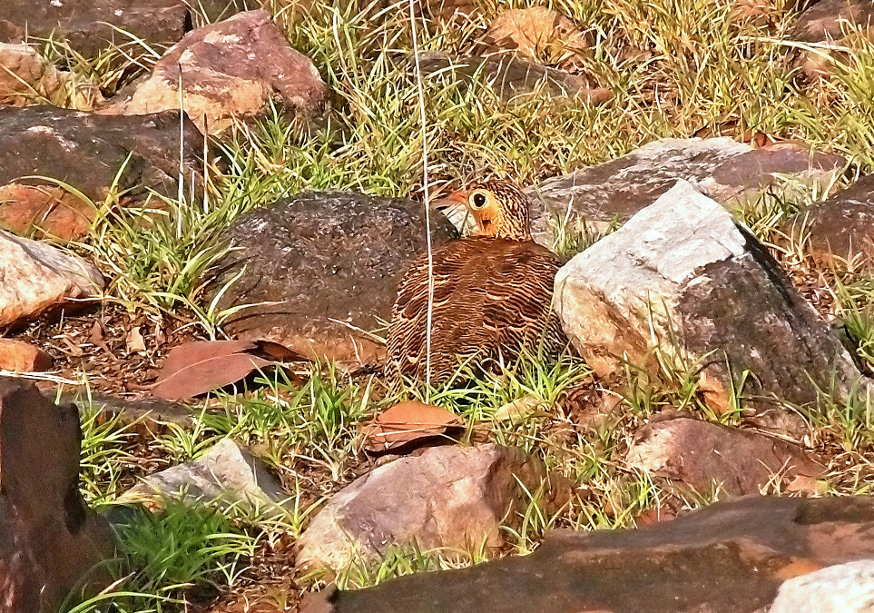 Painted-sandgrouse-1.jpg