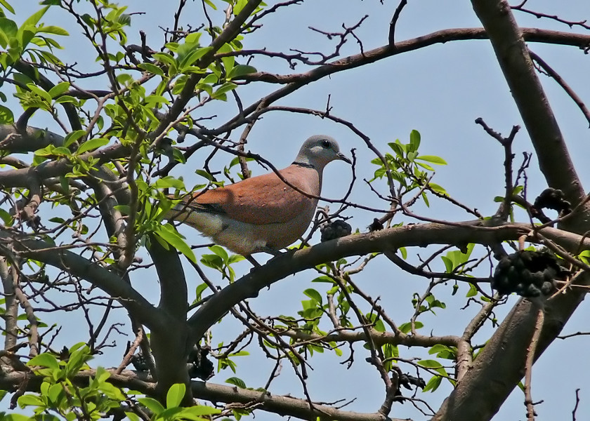 Red-collared-dove-2.jpg