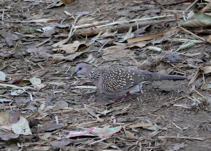 Spotted-dove.jpg