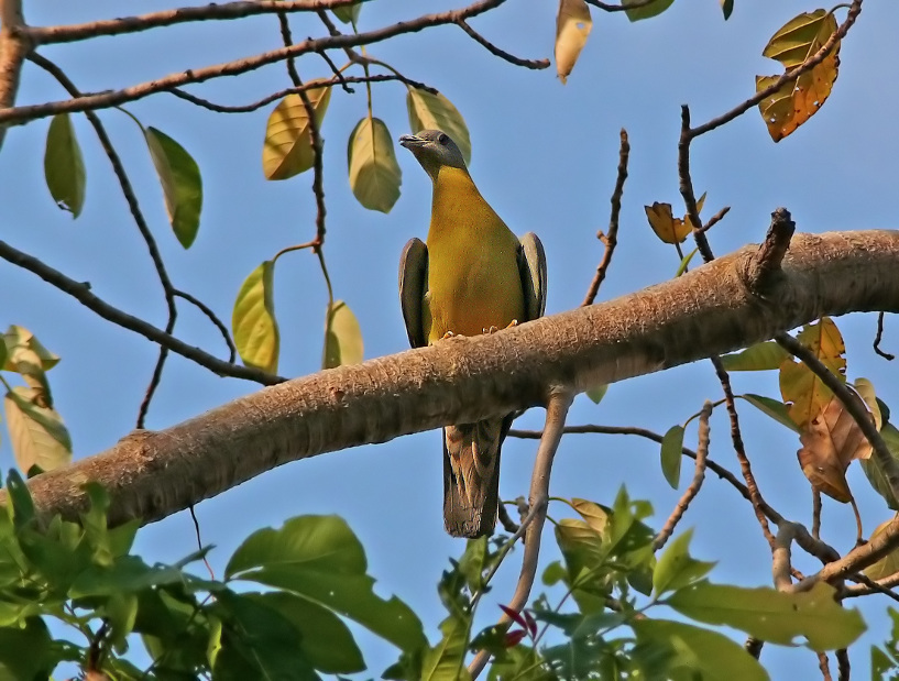 Yellow-footed-green-pigeon-2.jpg