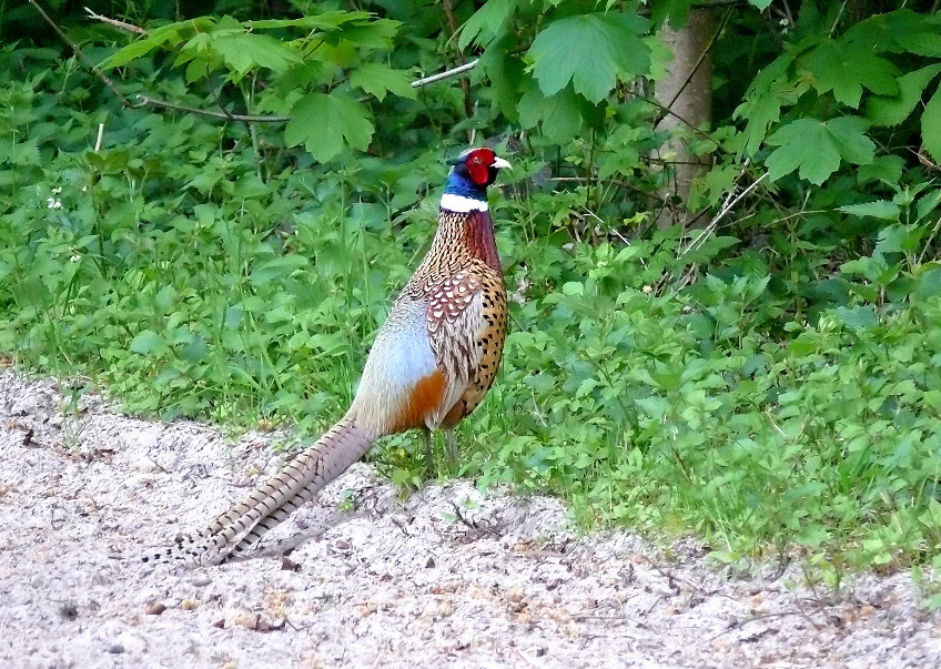 Common-pheasant.jpg