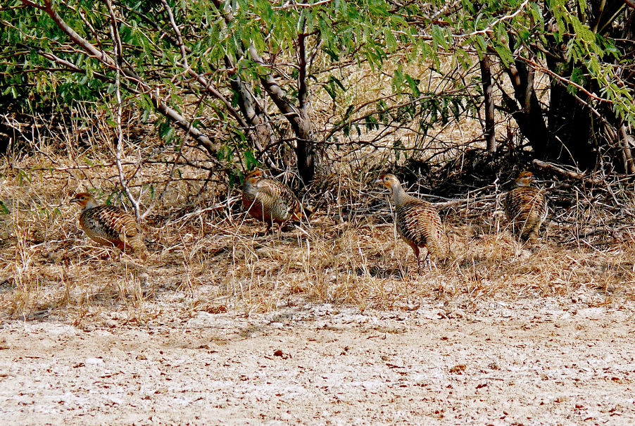 Grey-francolin-2.jpg