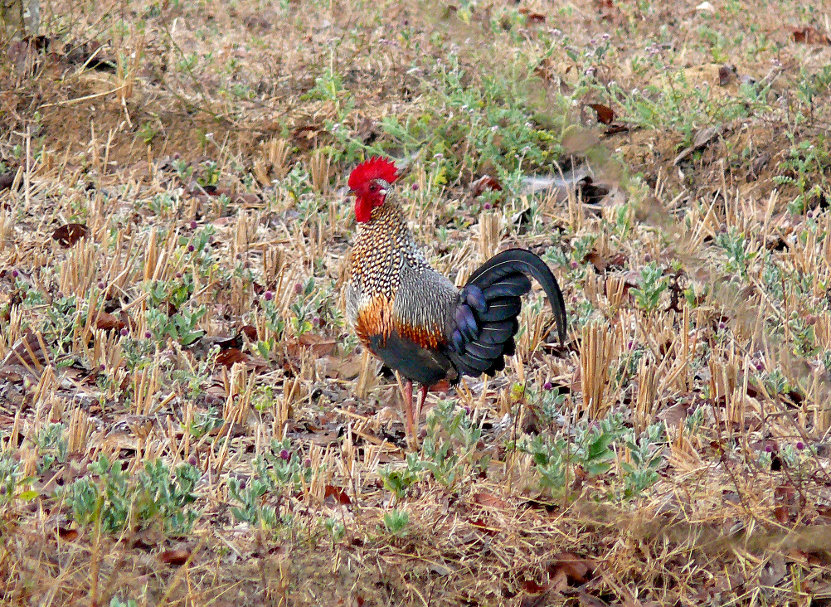 Grey-jungle-fowl.jpg