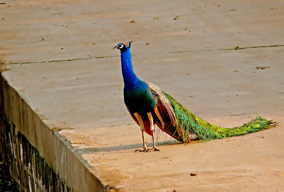 Indian-peafowl-1.jpg