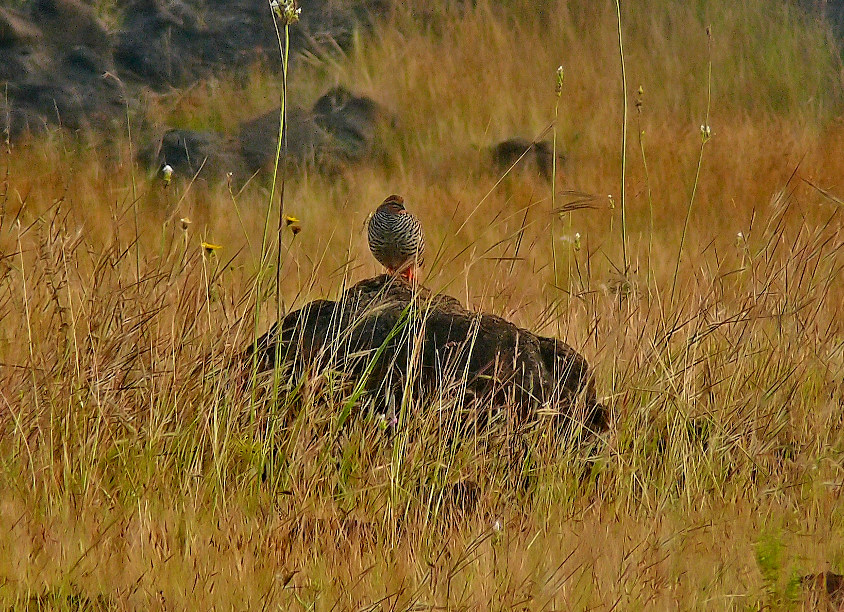 Rock-bushquail-1.jpg