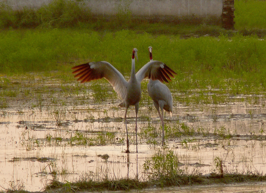 Sarus-crane-2.jpg