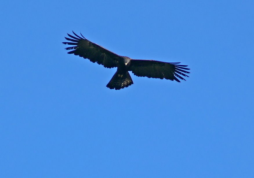 Black-eagle-1.jpg