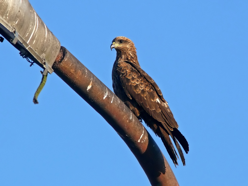 Black-kite-1.jpg