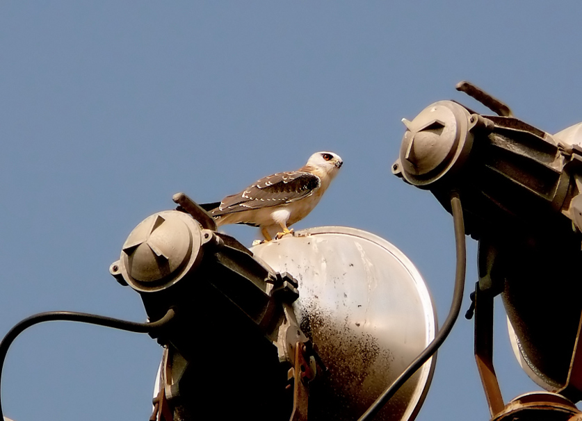 Black-shouldered-kite-3.jpg