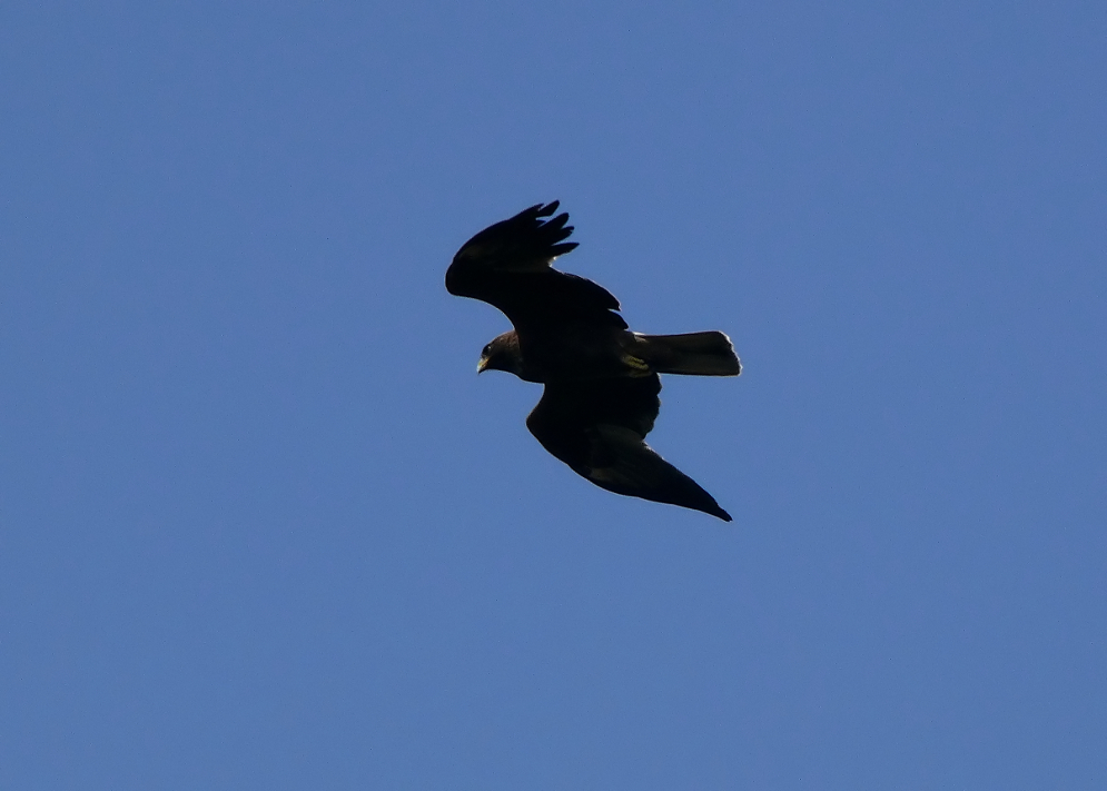 Booted-eagle.jpg