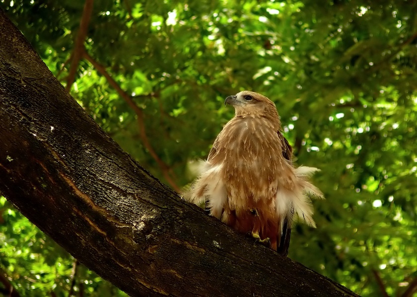 Brahminy-kite-2.jpg