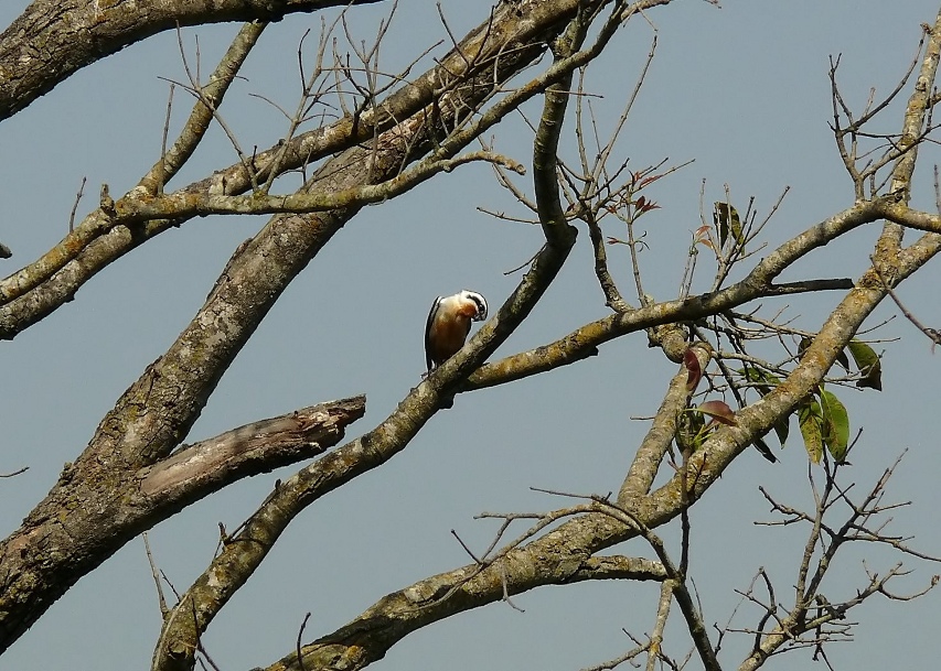 Collared-falconet.jpg