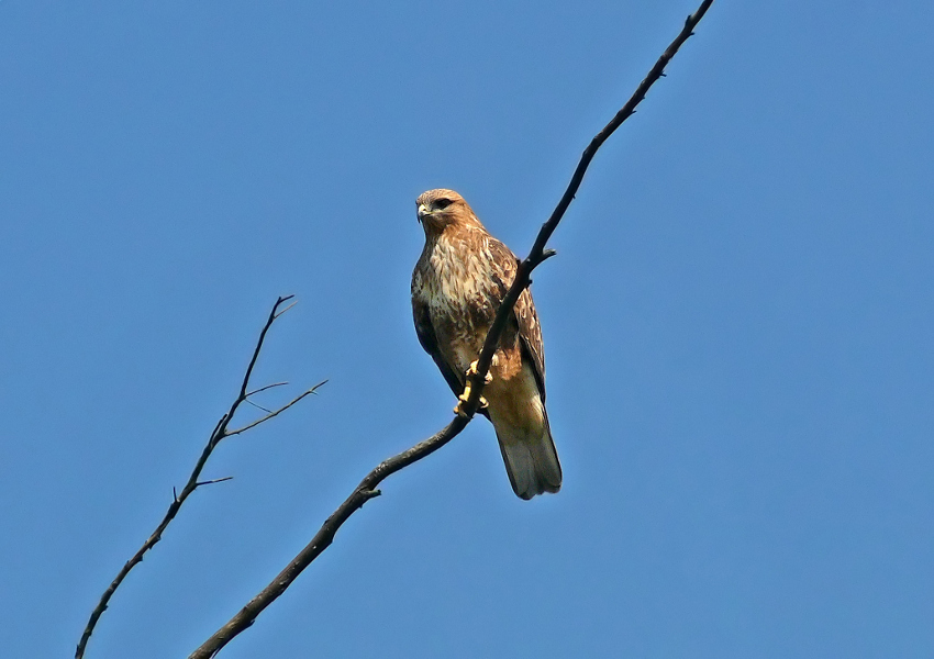 Common-buzzard-2.jpg