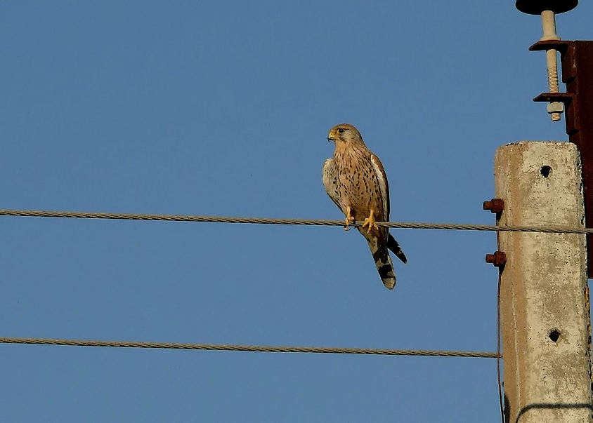 Common-kestrel-1.jpg