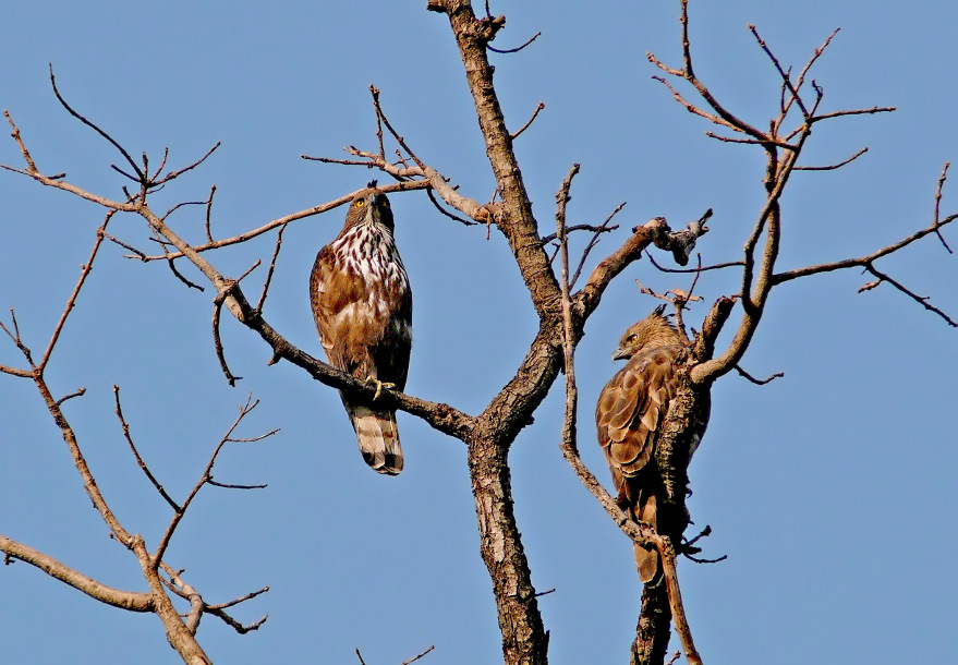 Crested-hawk-eagle-1.jpg