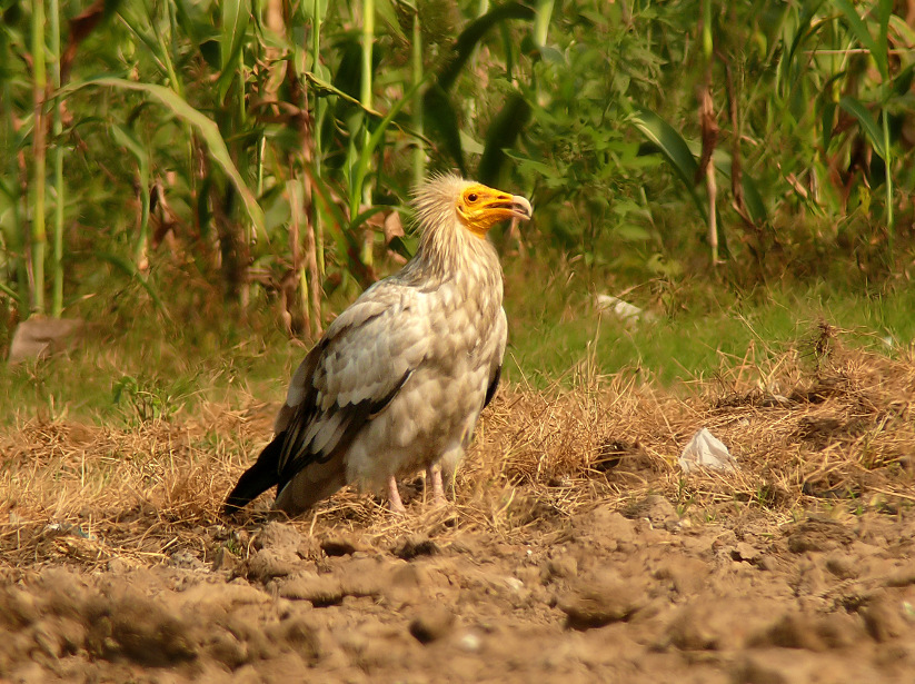 Egyptian-vulture-1.jpg