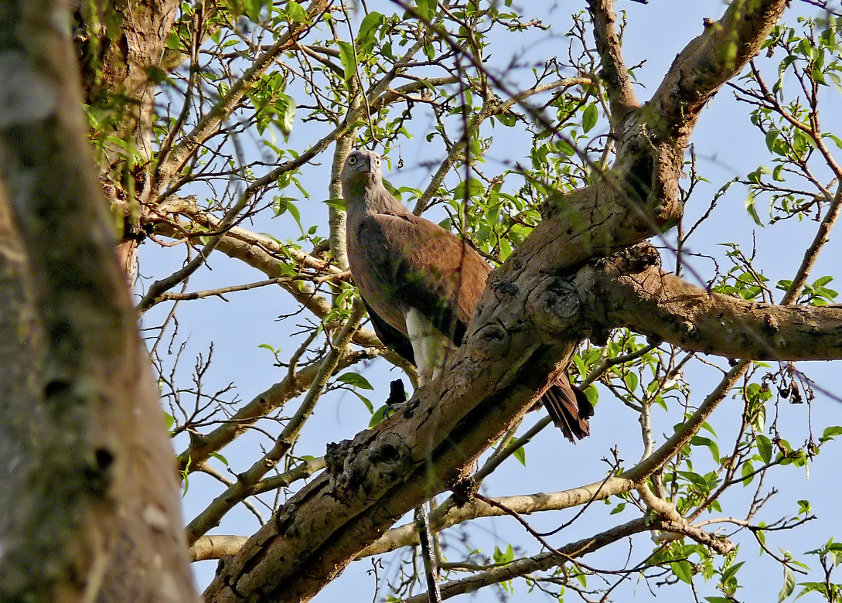 Lesser-fish-eagle-2.jpg