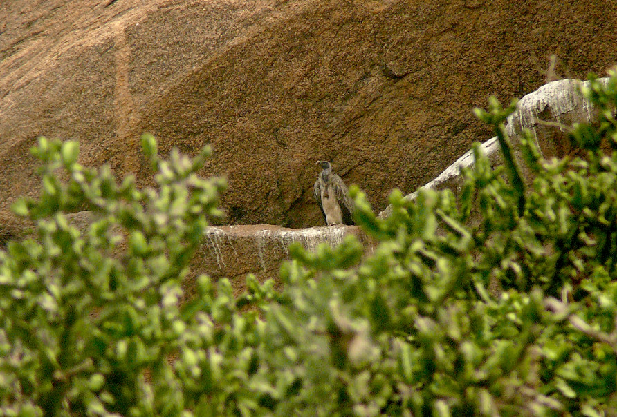 Long-billed-vulture.JPG