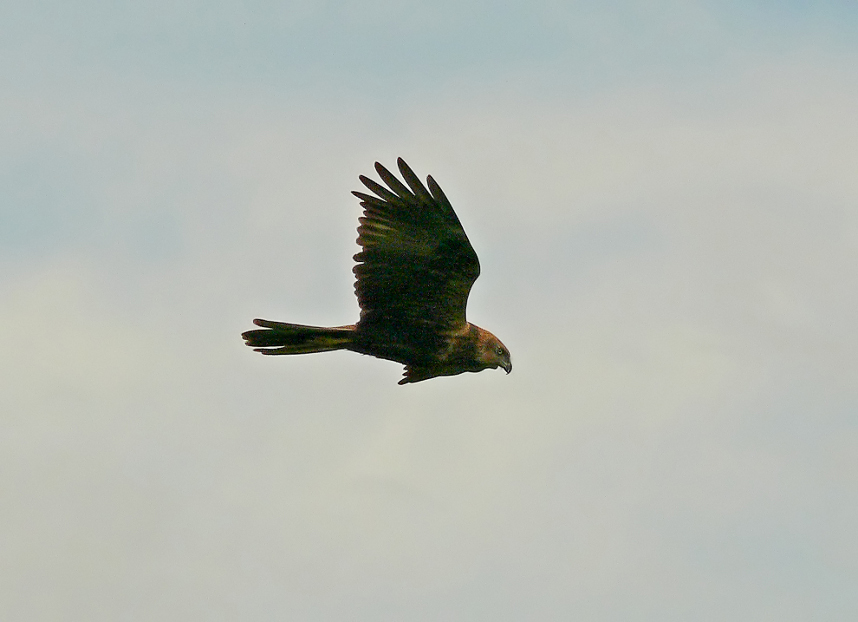 Marsh-harrier.jpg