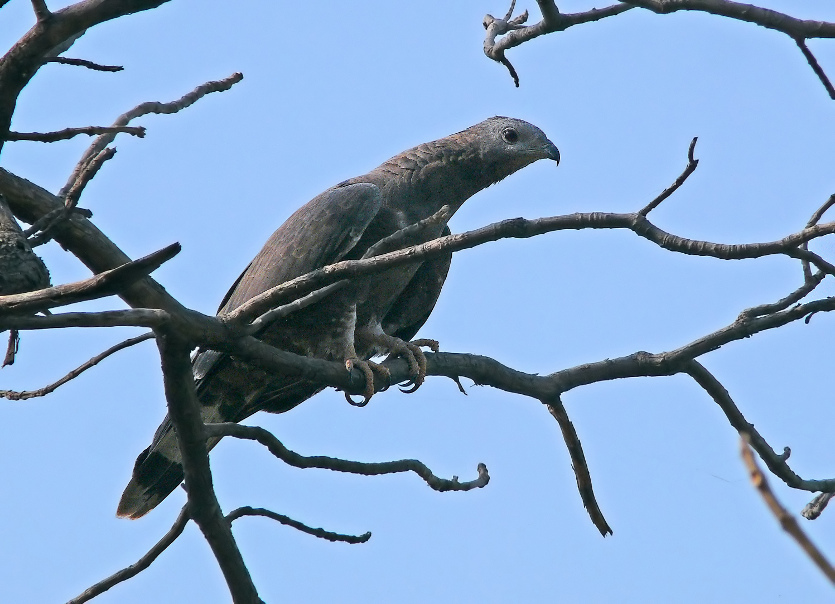 Oriental-honey-buzzard-3.jpg