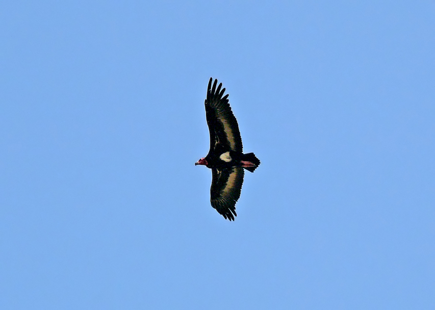 Red-headed-vulture-2.jpg