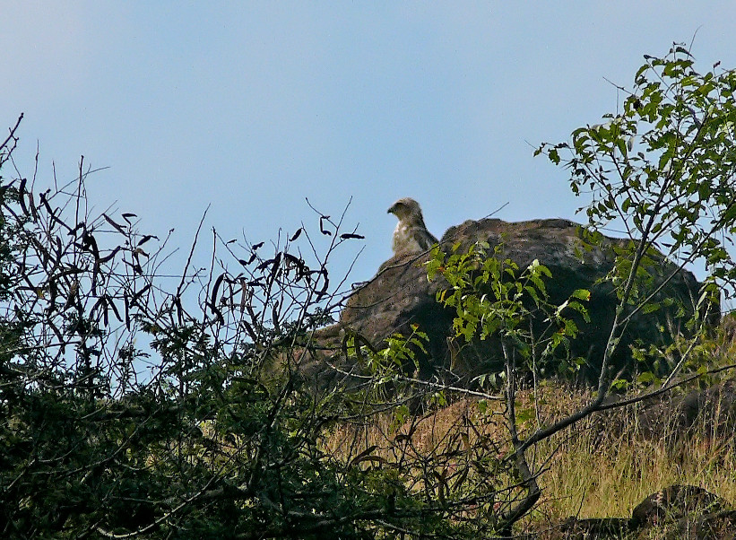 short-toed-eagle-1.jpg