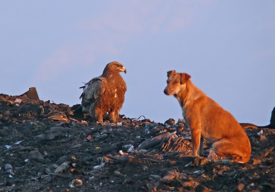 Steppe-dog.jpg