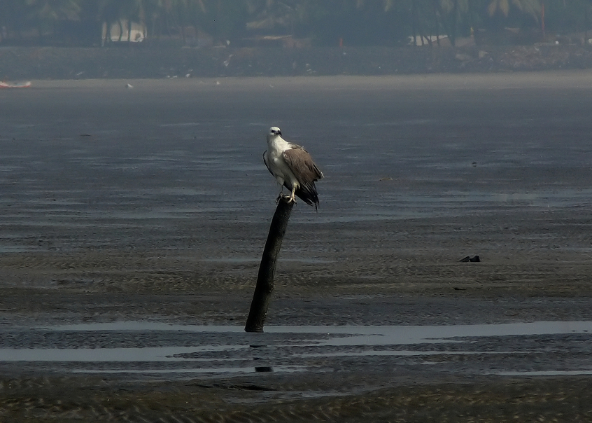 White-bellied-sea-eagle-2.jpg