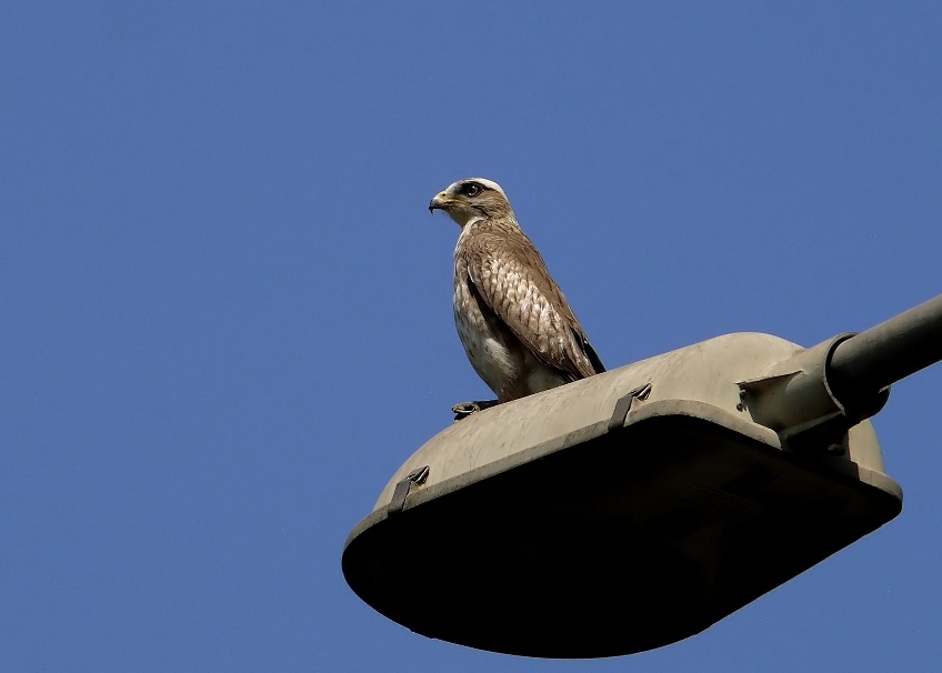 White-eyed-buzzard-1.jpg