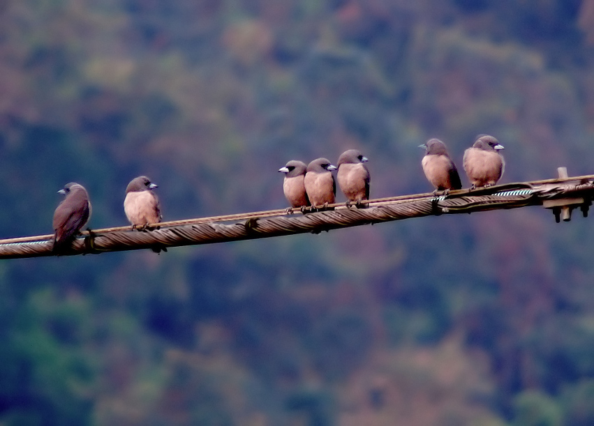 Ashy-woodswallow-2.jpg